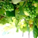 별이든샘 이미지