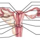 6) 解剖生理學 자궁[uterus, 子宮] 이미지