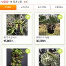 정화다방 이미지