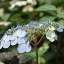 블루버드-Hydrangea serrata 'Bluebird' 이미지