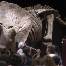 트리케라톱스-3 이미지