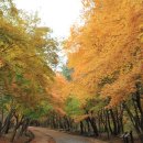 단풍나무 이미지