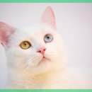 일산시티 동물의료센터 이미지