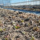 삼마농장 이미지