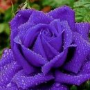 장미마트 이미지