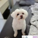 최근 하루와 마루의 모습과 얼마 전 다녀온 2026 케이 펫 페어 마곡과 종로 온유 약국 방문 후기,,