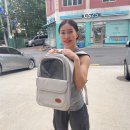 24시 글로리 동물병원 | [고양이 예방접종]금천구 24시 글로리동물병원/두바이 1차 예방접종 후기/새끼고양이 구충제/새끼고양이...