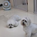 쌀롱 드 빼로 이미지