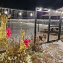 돌담펫호텔 이미지