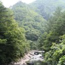 송이숲민박