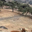 진호목장 이미지