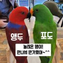 리프패럿 이미지