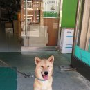 금수 Daum카페