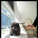 조이퍼피 강아지분양 이미지