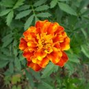 메리골드(marigold) = 만수국(萬壽菊), 천수국(千壽菊) =＞ 반드시 오고야 말 행복 이미지