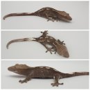 라피스게코 이미지