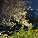 마들제방길(남) | 4월 일상 안양천제방벚꽃길 노량진BBQ 영등포블루핸즈 백종원만능양념장 순두부찌개 초이도자기공방