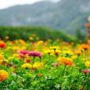 청송정원 이미지