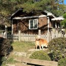 8코기네 애견펜션 이미지