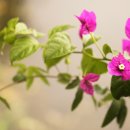 Re:부겐베리아 (paper flower) : 상큼한 색의 부겐빌레아 ...아름다운 음악하나.. 이미지