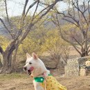 (주)노랑댕댕이 이미지