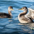 포항이야기 이미지