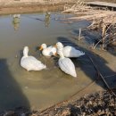 경주팜 | 키즈팜 막내농부 딸기체험 후기｜경주 아이와 가볼만한곳