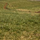 대지성목장 이미지