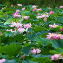 양산호수공원 이미지