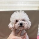 햇살애견미용실 이미지