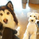 까까보개 | [광교 언니네애견카페] 23번째 방문후기♡