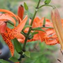 태백고원 700 산소길 이미지