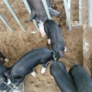 신기축사 이미지