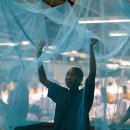 코로나 이후 아프리카 국가, 말라리아 퇴치 약속 이미지