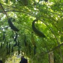 국화공원 이미지