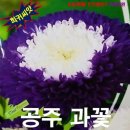 공주과일