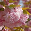 꽃 노래방 이미지