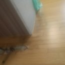 장안수선 이미지