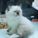 심쿵냥 고양이분양 이미지