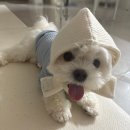 내사랑 강아지 | (강아지 패딩/겨울의류) ❄️니어바이어스 바라클라바, 니트 / 후르타 익스페디션 파카 / 엔젤도그 강아지...