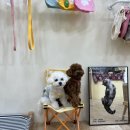 멍블리 수제간식 이미지