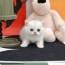 부산고양이분양 미유펫 이미지