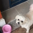 개팔자상팔자 이미지