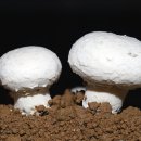 도담축산 이미지