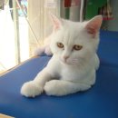 퍼피캣동물병원 이미지