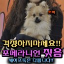 창원 포메라니언 짖음과 공격성 교육을 위해 창원애견방문교육 다녀 온 후기