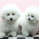 쥬니애견 이미지