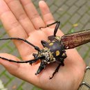 장수하늘소 이미지