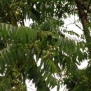 산나물밥상 이미지