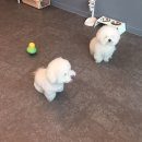 강아지 이발관 이미지